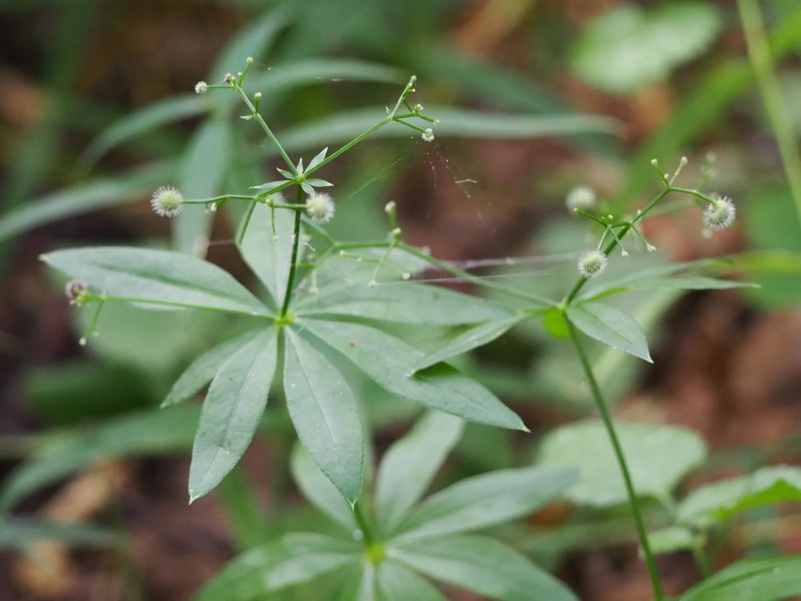 Sweet Woodruff (Galium Odoratum) — scientifically known as Galium odoratum; when designing with Galium odoratum, image 66