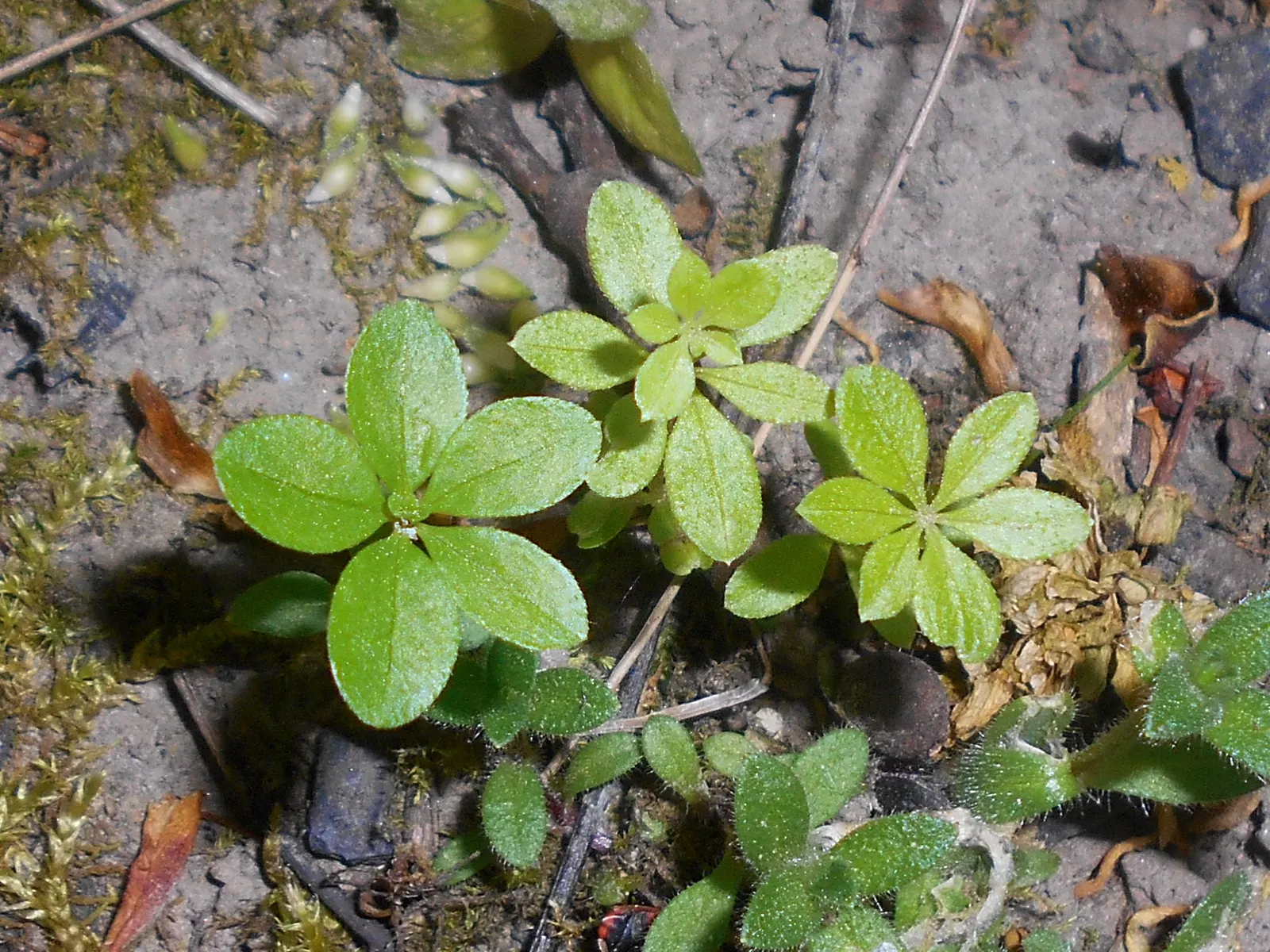 Sweet Woodruff (Galium Odoratum) — reaching 8-12 inches tall