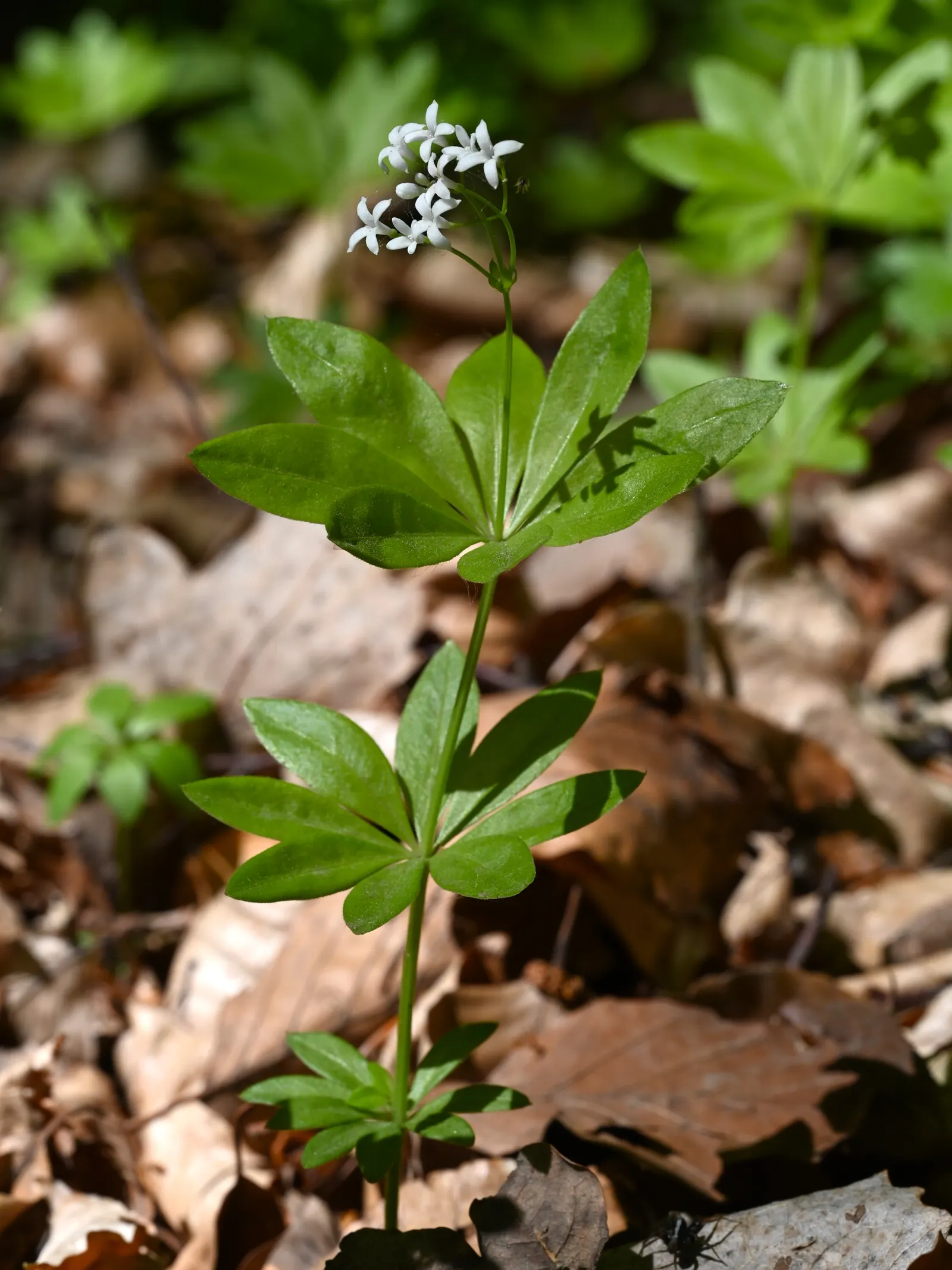 Sweet Woodruff (Galium Odoratum) — star-shaped white flowers in spring; it prefers rich, well-draining soil with a slightly acidic to neutral pH