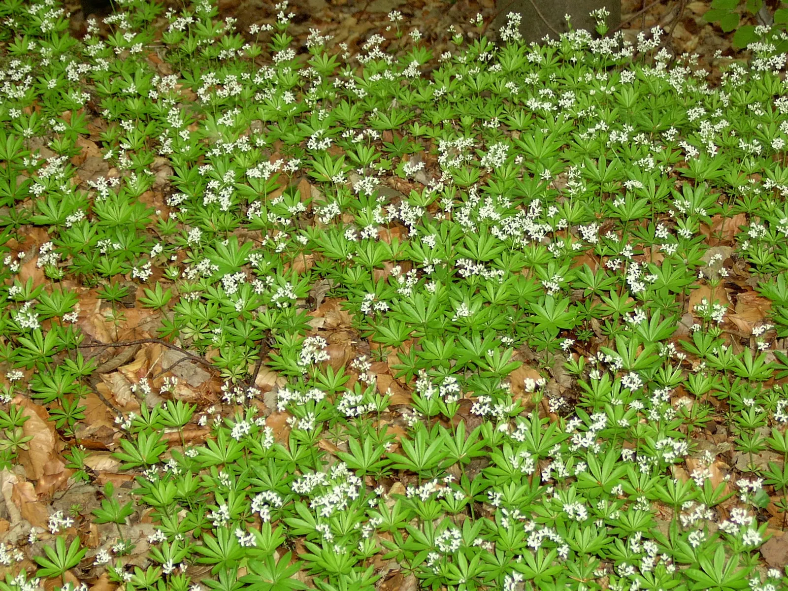 Sweet Woodruff (Galium Odoratum) — ground cover with white blooms; while resilient in the right conditions