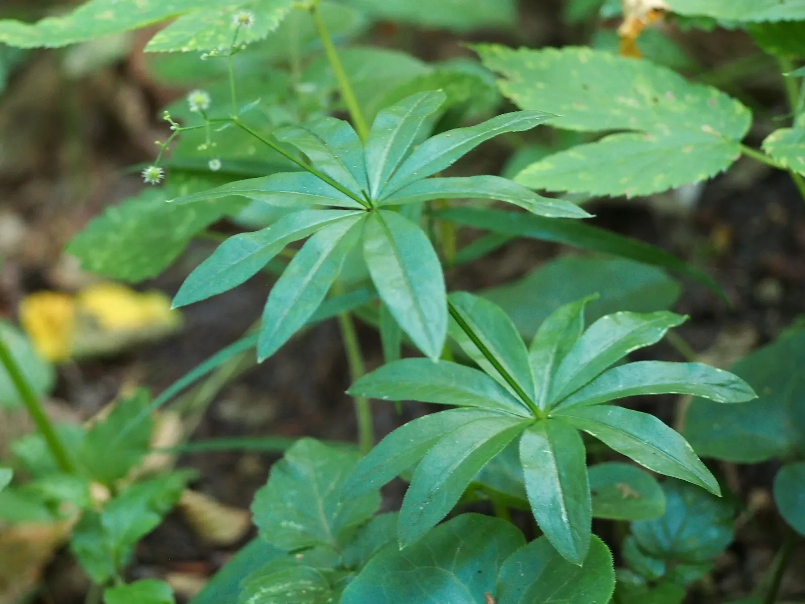 Sweet Woodruff (Galium Odoratum) — star-shaped white flowers in spring; it prefers rich, well-draining soil with a slightly acidic to neutral pH, image 61