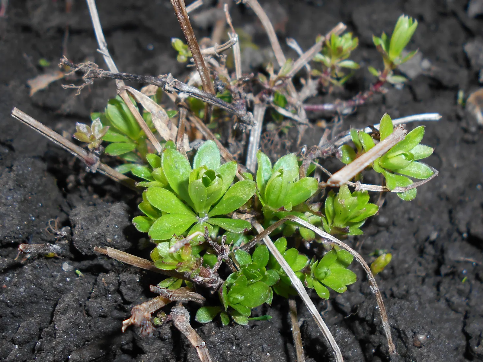 Sweet Woodruff (Galium Odoratum) — integrating it where its growth can be appreciated without overwhelming neighboring plants; this easy-to-grow plant prefers