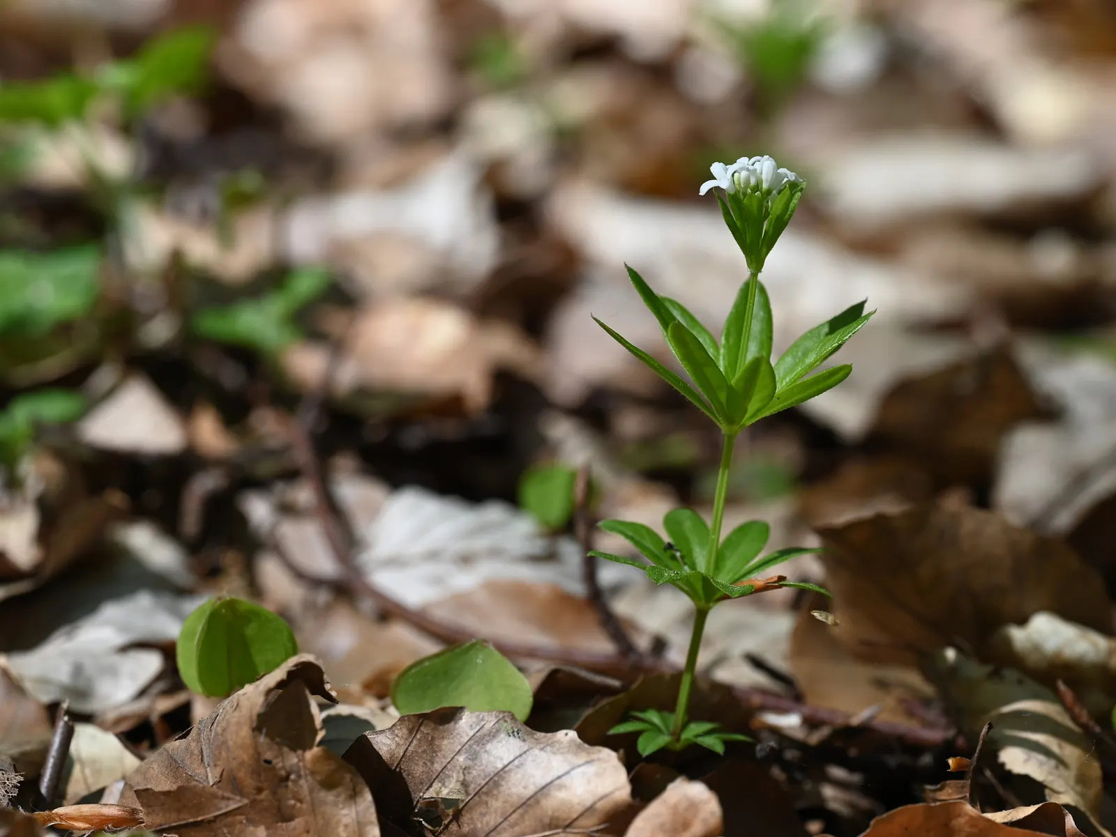 Sweet Woodruff (Galium Odoratum) — ground cover for half or shade