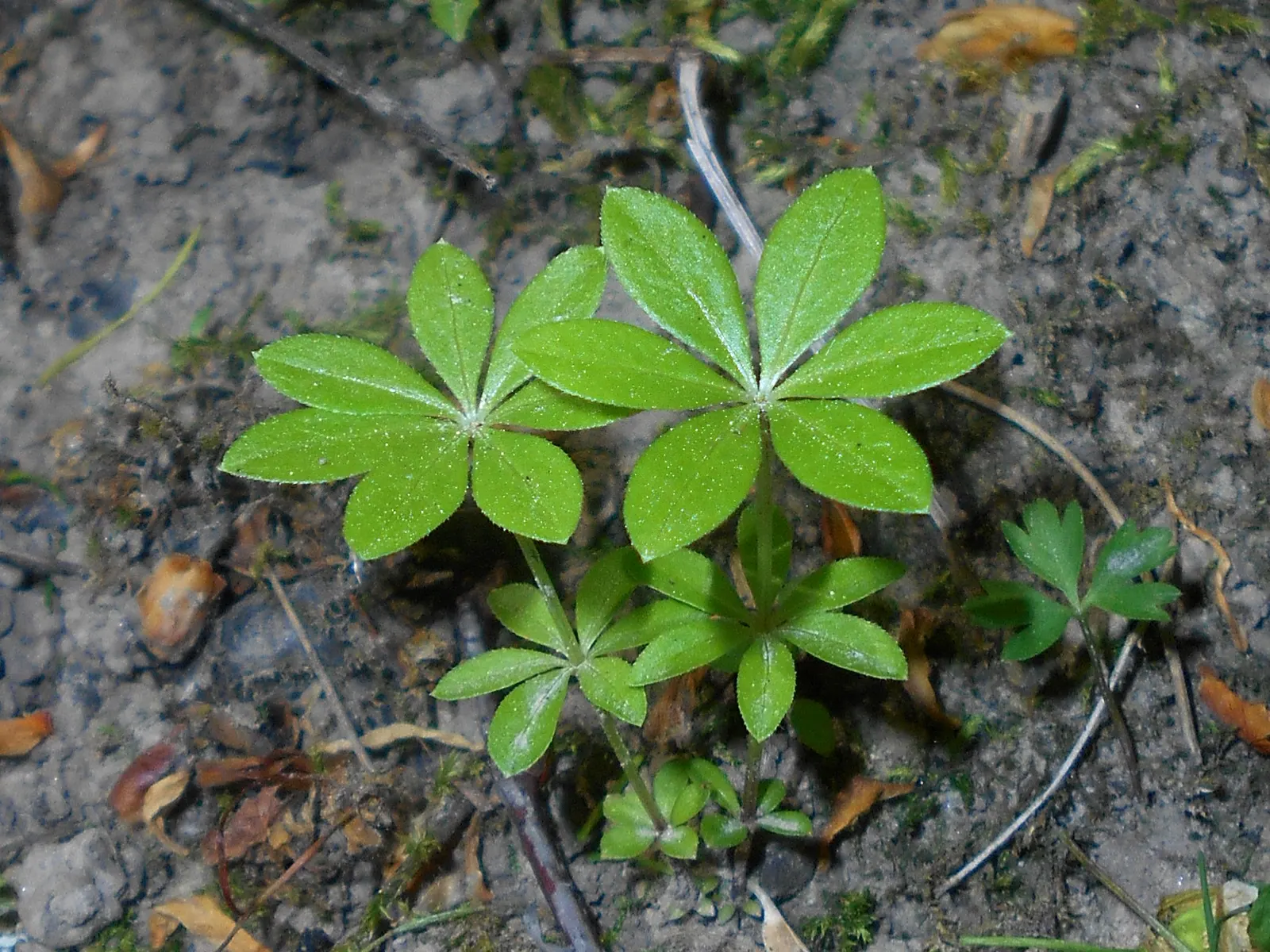 Sweet Woodruff (Galium Odoratum) — Sweet Woodruff fills the air with a fresh