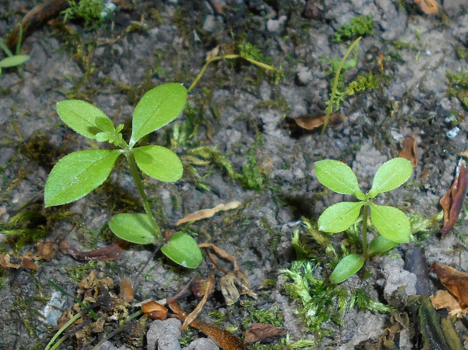 Sweet Woodruff (Galium Odoratum) — When designing with Galium odoratum; it requires consistent moisture