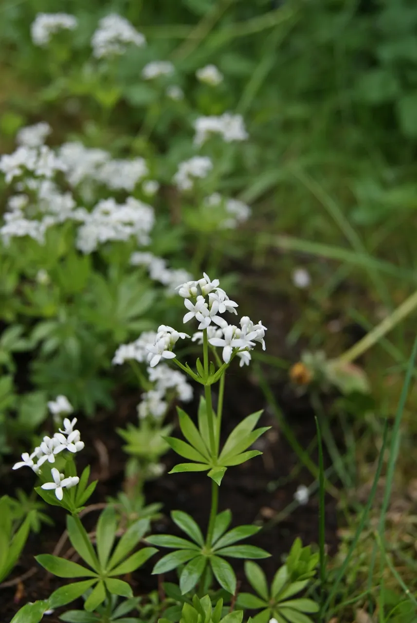 Sweet Woodruff (Galium Odoratum) — lance-shaped leaves and tiny