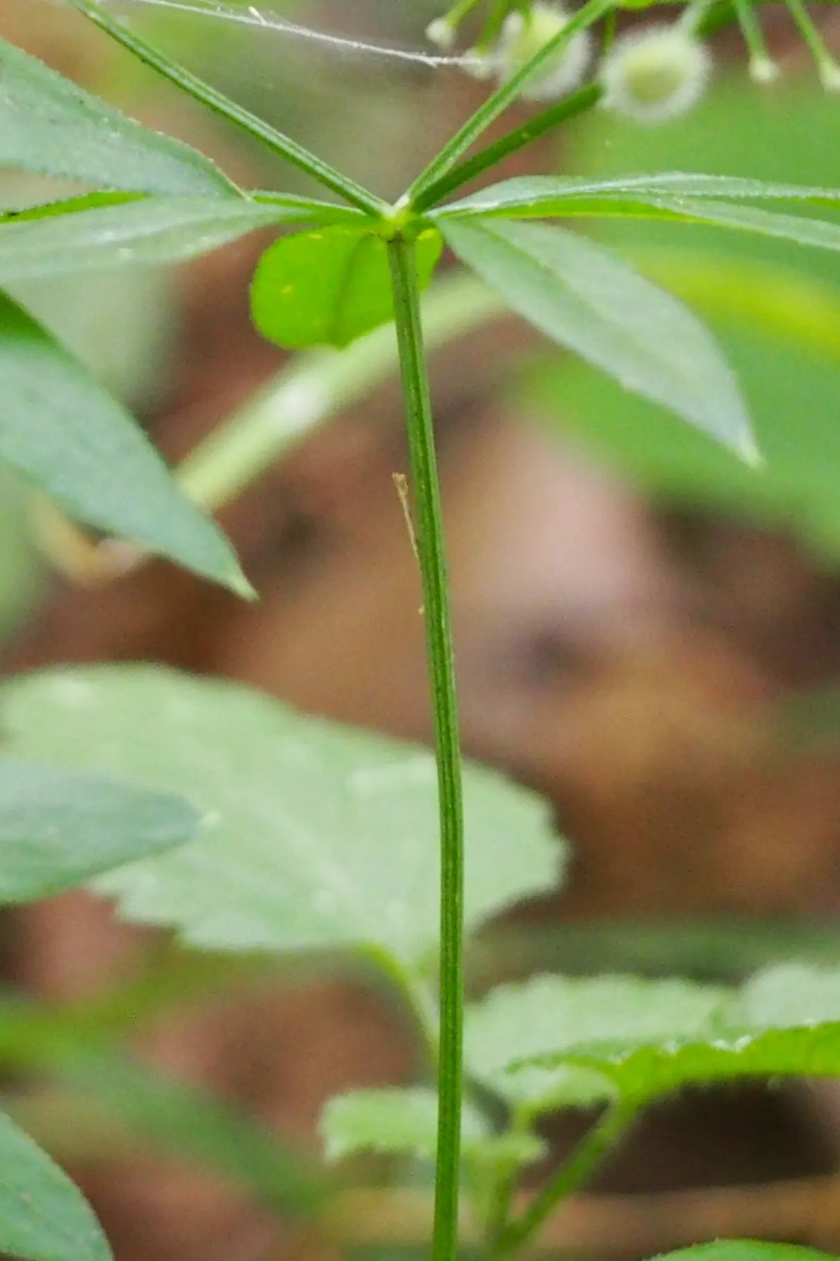 Sweet Woodruff (Galium Odoratum) — It prefers rich, well-draining soil with a slightly acidic to neutral pH; the foliage exudes a fresh, hay-like scent when
