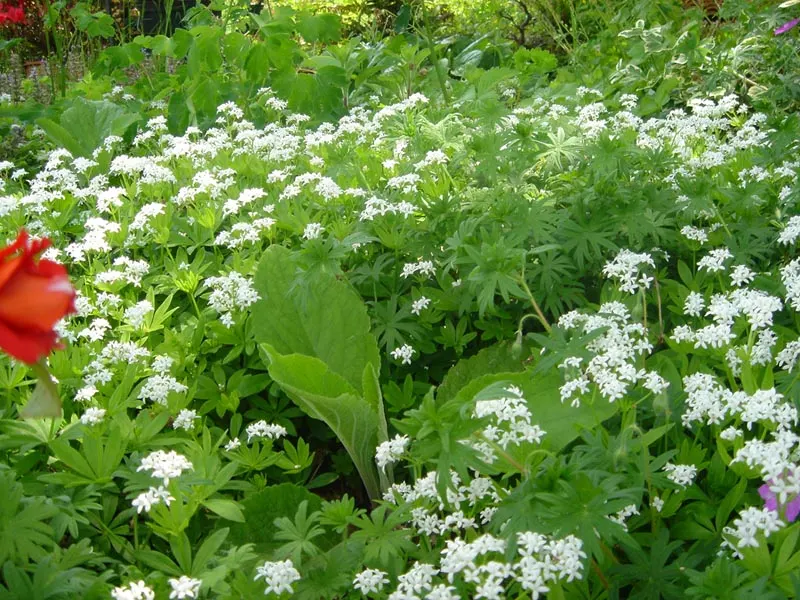 Sweet Woodruff (Galium Odoratum) — This charming plant thrives under USDA Hardiness Zones 4 through 8