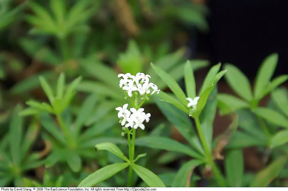 Sweet Woodruff (Galium Odoratum) — reaching 8-12 inches tall; consider its spreading habit and sweet scent