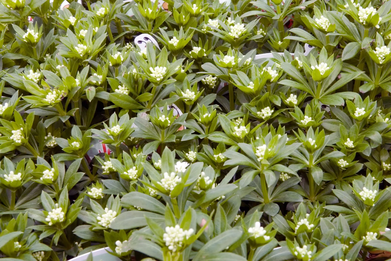 Sweet Woodruff (Galium Odoratum) — herbaceous perennial well-suited for shaded garden areas and woodland settings