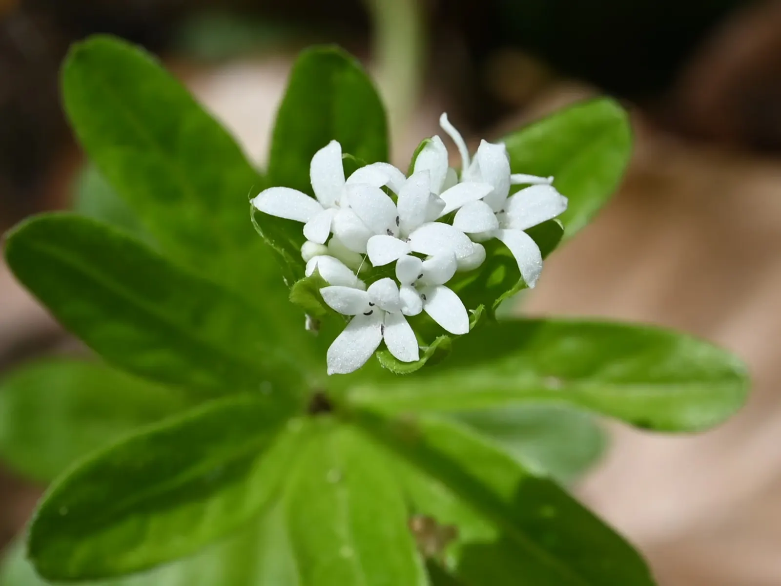 Sweet Woodruff (Galium Odoratum) — The foliage exudes a fresh, hay-like scent when crushed, enhancing garden sensory appeal; especially when the foliage is