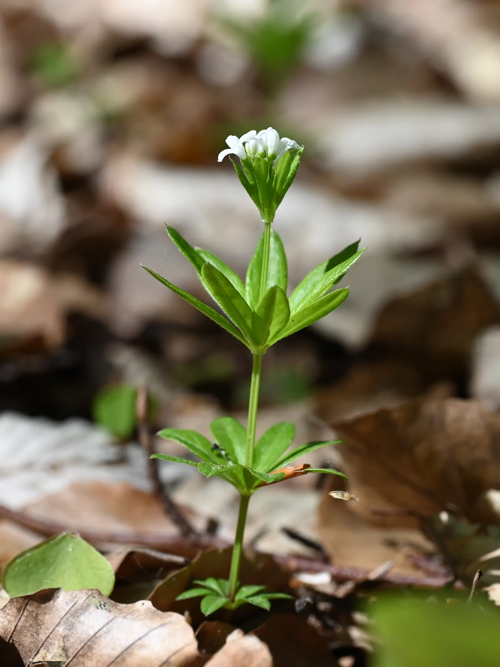 Sweet Woodruff (Galium Odoratum) — its foliage remains attractive after flowering