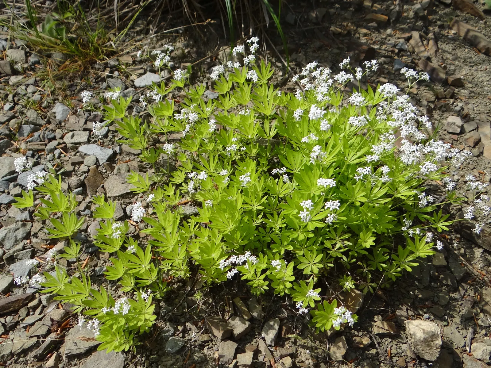 Sweet Woodruff (Galium Odoratum) — its foliage remains attractive after flowering; well-drained soil and spreads to around 12-18 inches, image 80
