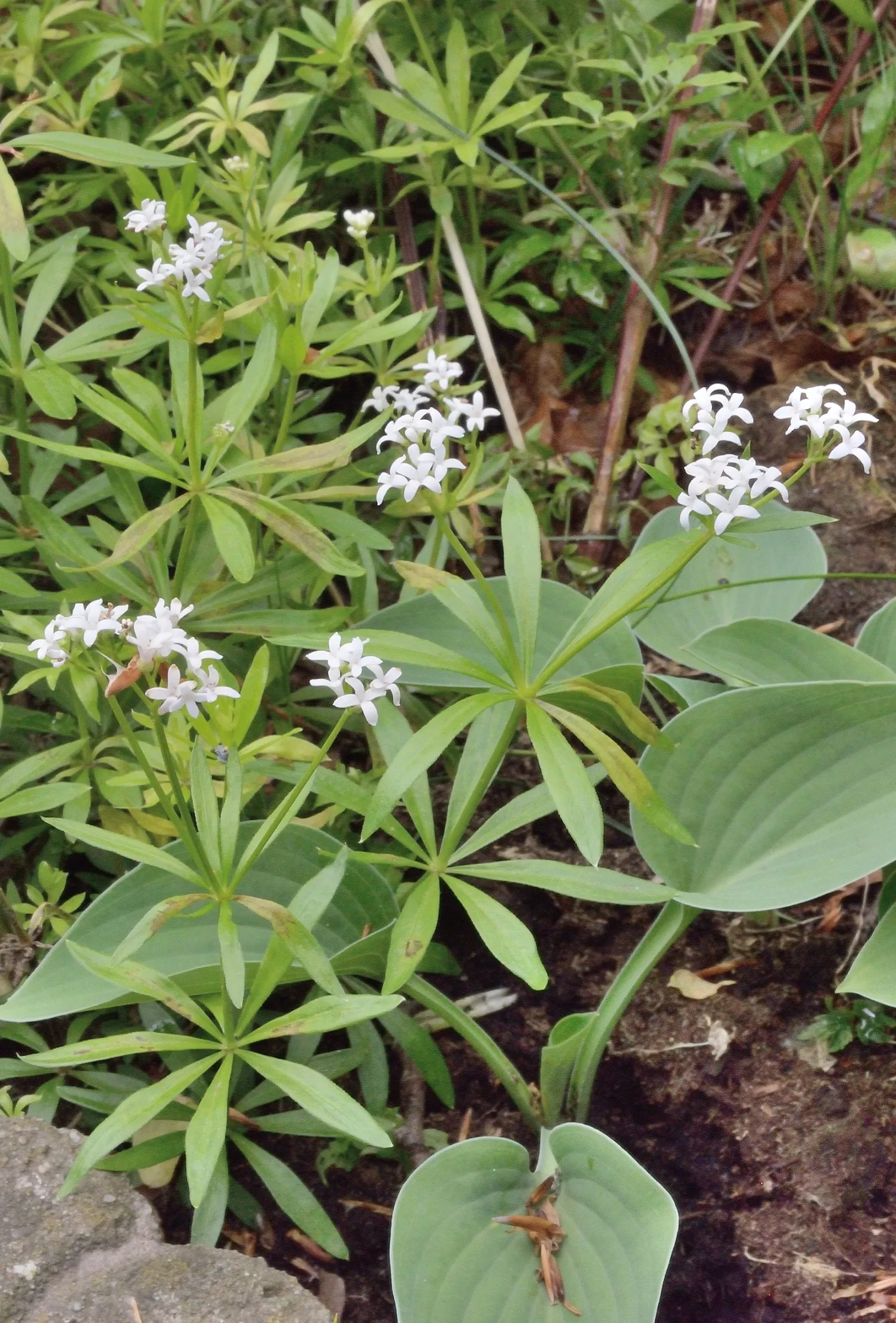 Sweet Woodruff (Galium Odoratum) — well-drained soil and spreads to around 12-18 inches