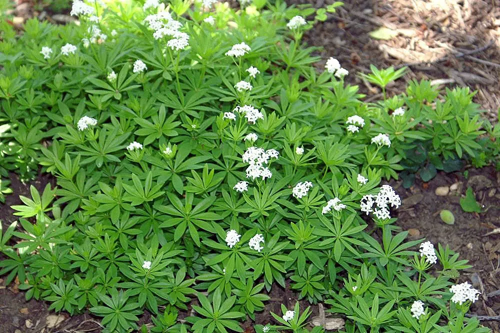 Sweet Woodruff (Galium Odoratum) — ground cover for half or shade; integrating it where its growth can be appreciated without overwhelming, image 87