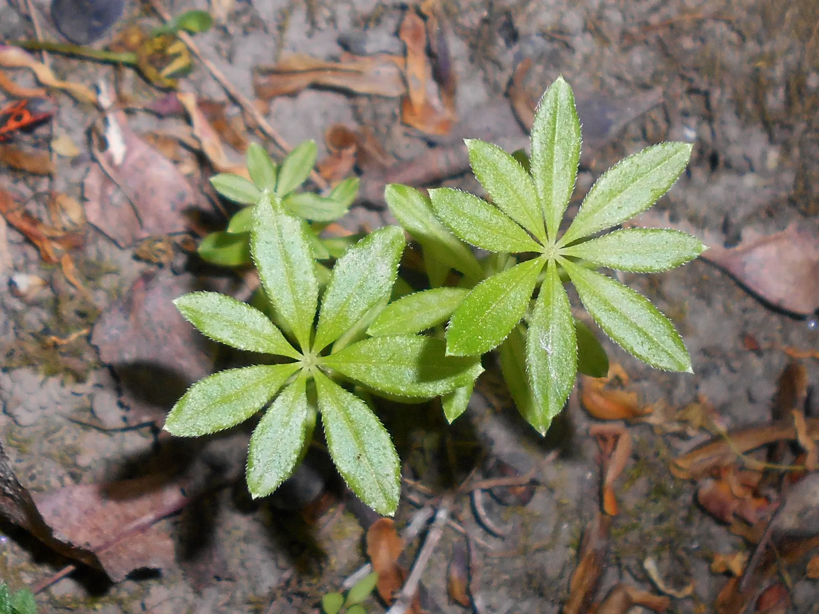 Sweet Woodruff (Galium Odoratum) — green carpet throughout the growing season