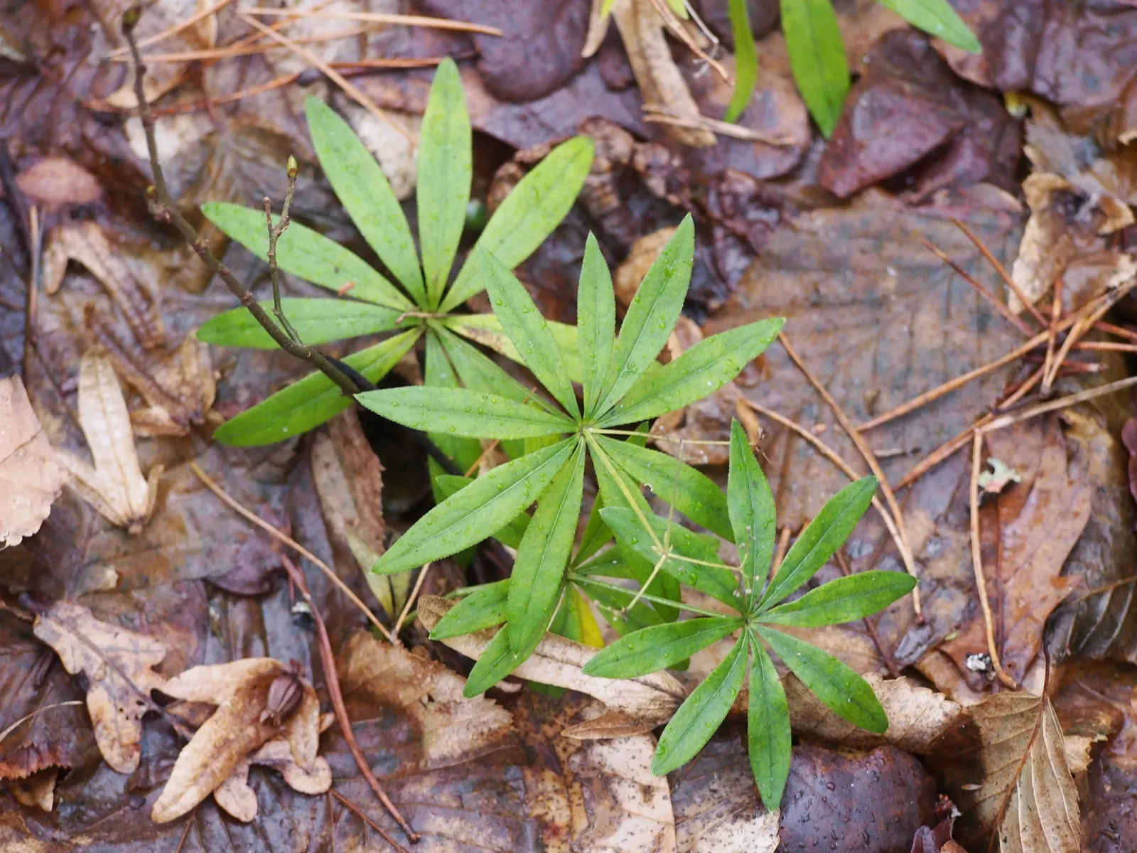 Sweet Woodruff (Galium Odoratum) — it requires consistent moisture; it is fast-growing and can form dense mats, effectively suppressing weeds, image 78