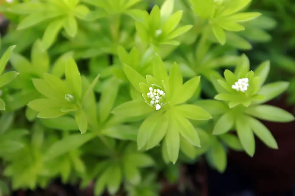 Sweet Woodruff (Galium Odoratum) — This charming plant thrives under USDA Hardiness Zones 4 through 8; herbaceous perennial well-suited for shaded, image 68