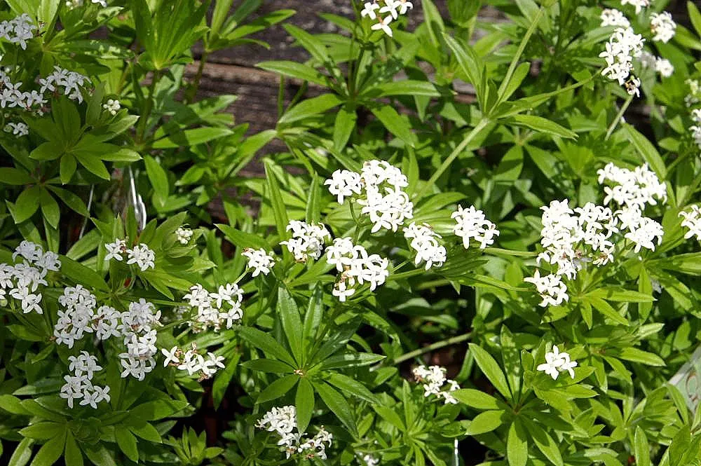 Sweet Woodruff (Galium Odoratum) — its foliage remains attractive after flowering; well-drained soil and spreads to around 12-18 inches
