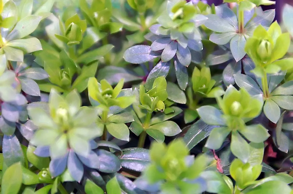 Sweet Woodruff (Galium Odoratum) — white flowers in the garden; sweet Woodruff typically reaches a modest height of 8 to 12 inches