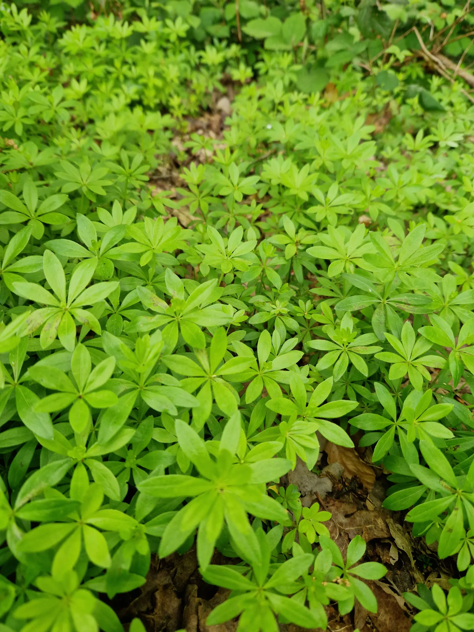 Sweet Woodruff (Galium Odoratum) — indicating a wide range of climate adaptability