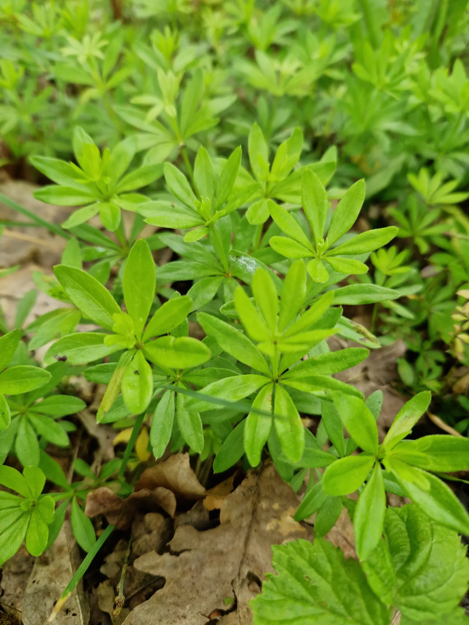 Sweet Woodruff (Galium Odoratum) — lance-shaped leaves and tiny; indicating a wide range of climate adaptability, image 60