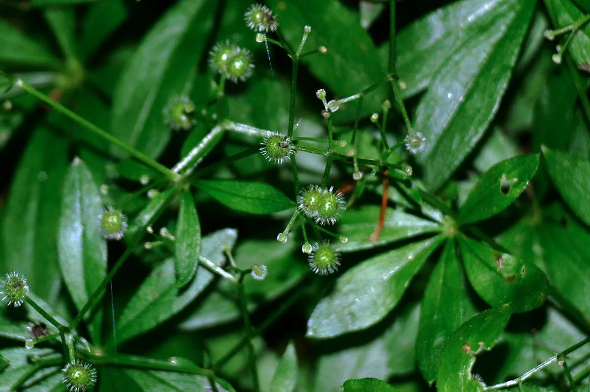 Sweet Woodruff (Galium Odoratum) — consider its spreading habit and sweet scent; white flowers in the garden