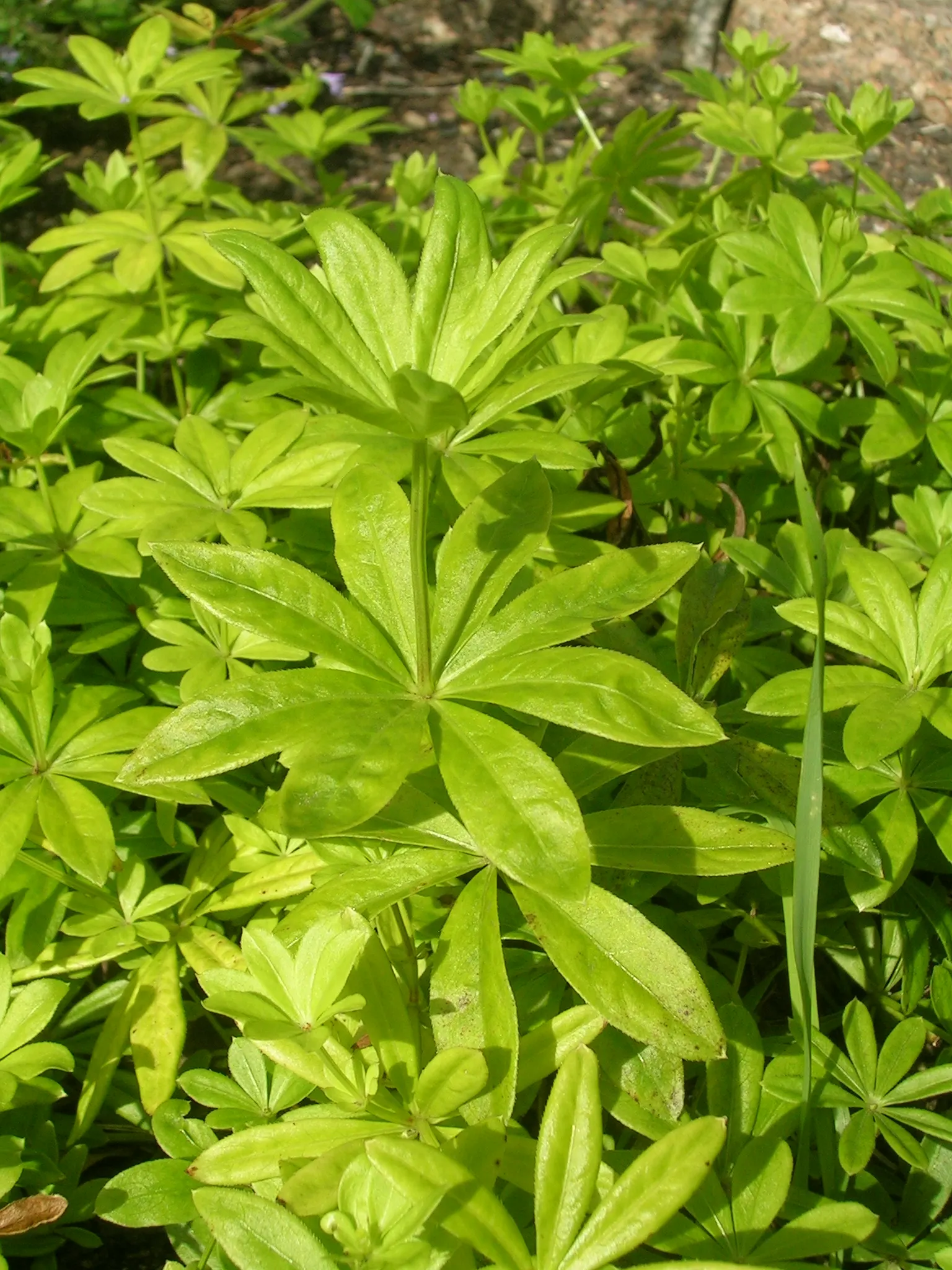 Sweet Woodruff (Galium Odoratum) — especially when the foliage is crushed or dried