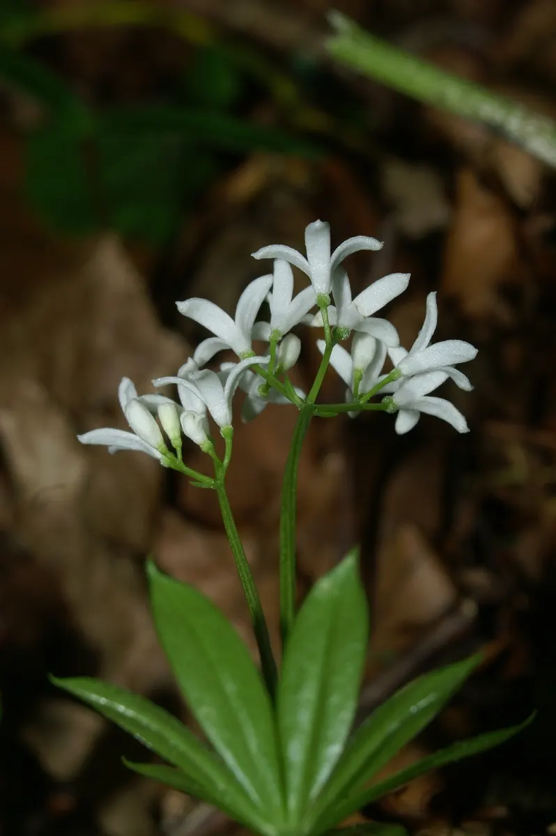 Sweet Woodruff (Galium Odoratum) — While resilient in the right conditions; making it an excellent ground cover option.<br><br>Characterized by its, image 77
