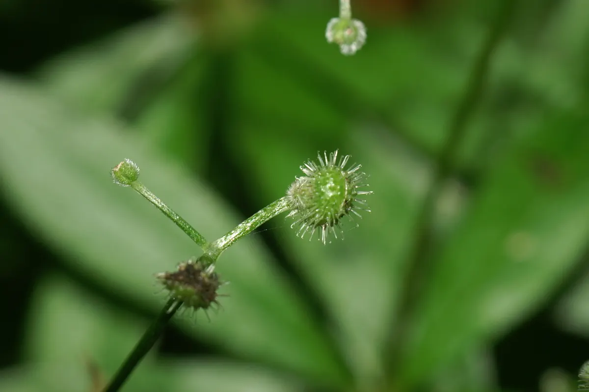 Sweet Woodruff (Galium Odoratum) — it requires consistent moisture; it is fast-growing and can form dense mats, effectively suppressing weeds