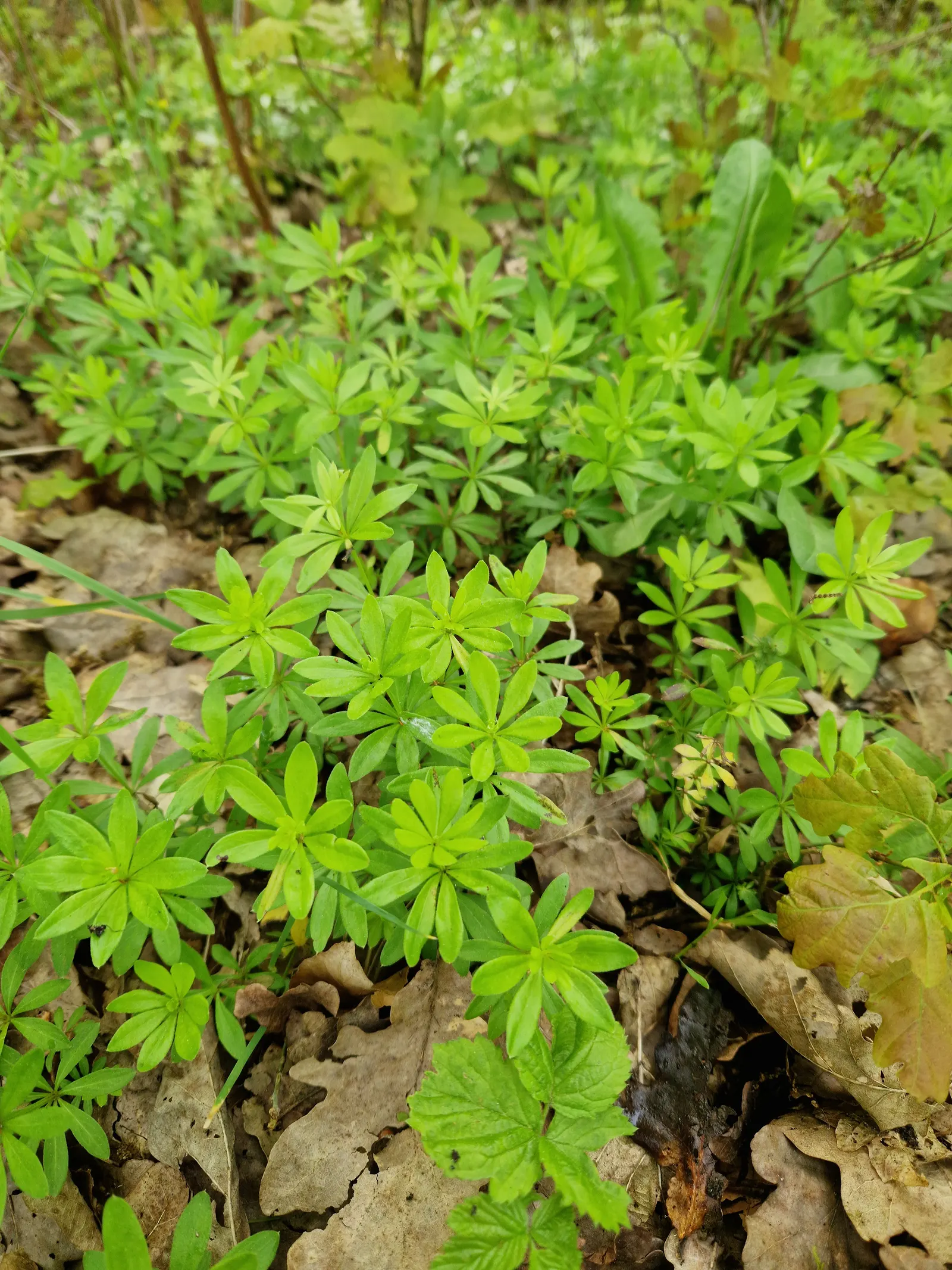 Sweet Woodruff (Galium Odoratum) — it requires consistent moisture