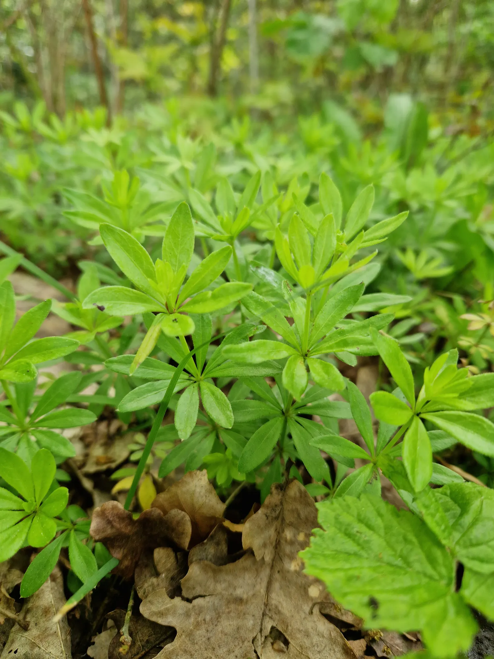 Sweet Woodruff (Galium Odoratum) — indicating a wide range of climate adaptability; sweet Woodruff fills the air with a fresh, image 69