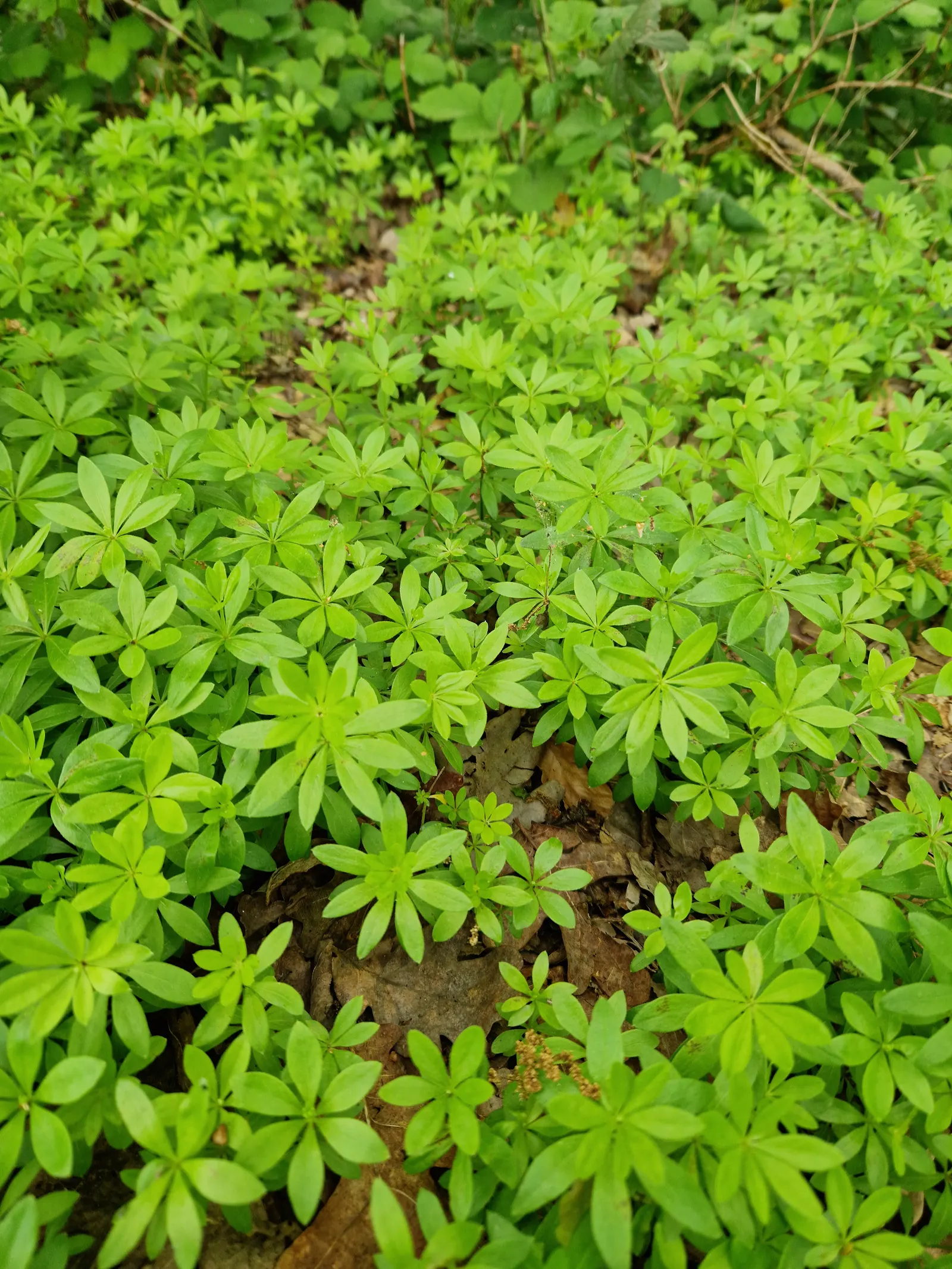 Sweet Woodruff (Galium Odoratum) — white flowers that blossom in late spring to early summer, image 44