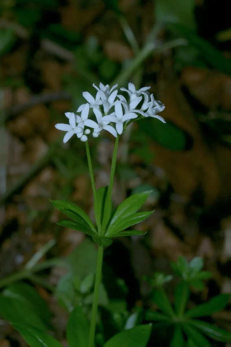 Sweet Woodruff (Galium Odoratum) — ground cover with white blooms; while resilient in the right conditions, image 86