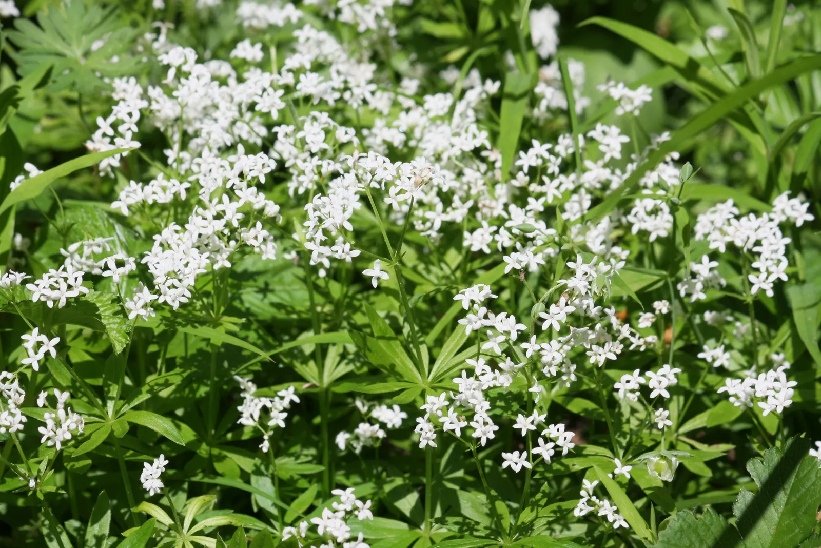 Sweet Woodruff (Galium Odoratum) — green carpet throughout the growing season; with a spread of about 12 to 18 inches, image 81