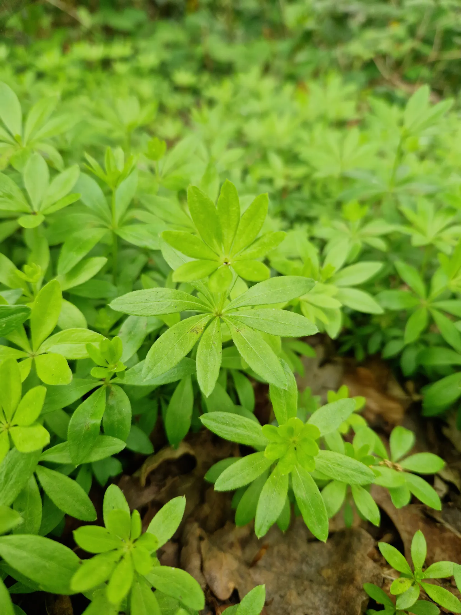 Sweet Woodruff (Galium Odoratum) — well-drained soil and spreads to around 12-18 inches; this charming plant thrives under USDA Hardiness Zones 4 through 8