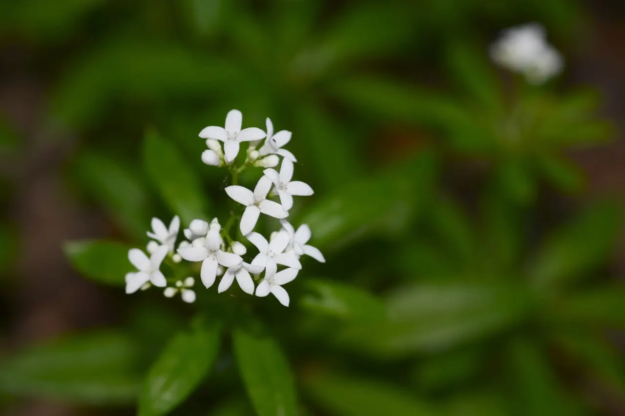 Sweet Woodruff (Galium Odoratum) — Sweet Woodruff (Galium odoratum) is a fragrant, herbaceous perennial, thriving in shady conditions