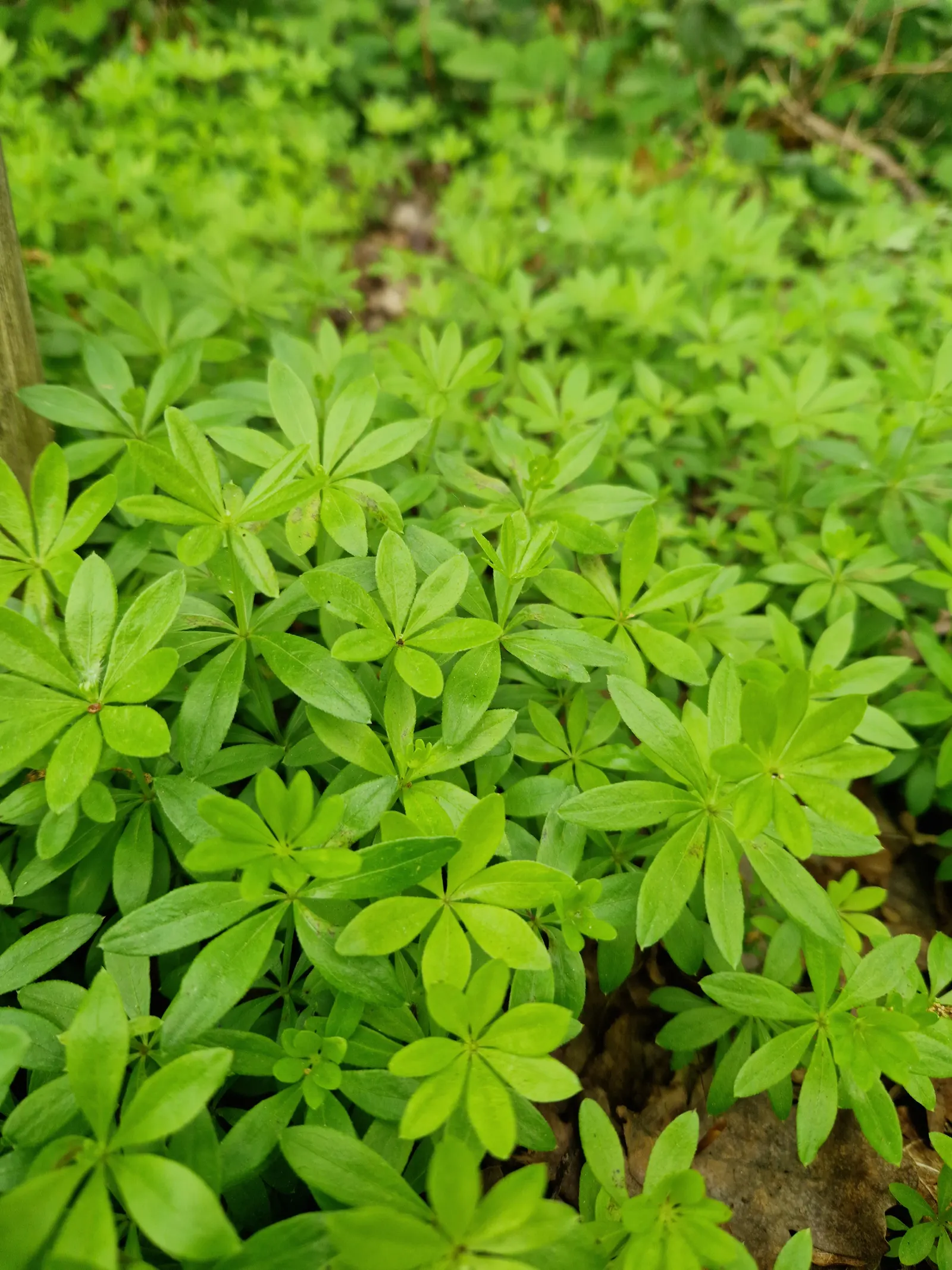 Sweet Woodruff (Galium Odoratum) — this easy-to-grow plant prefers moist; star-shaped white flowers in spring, image 63