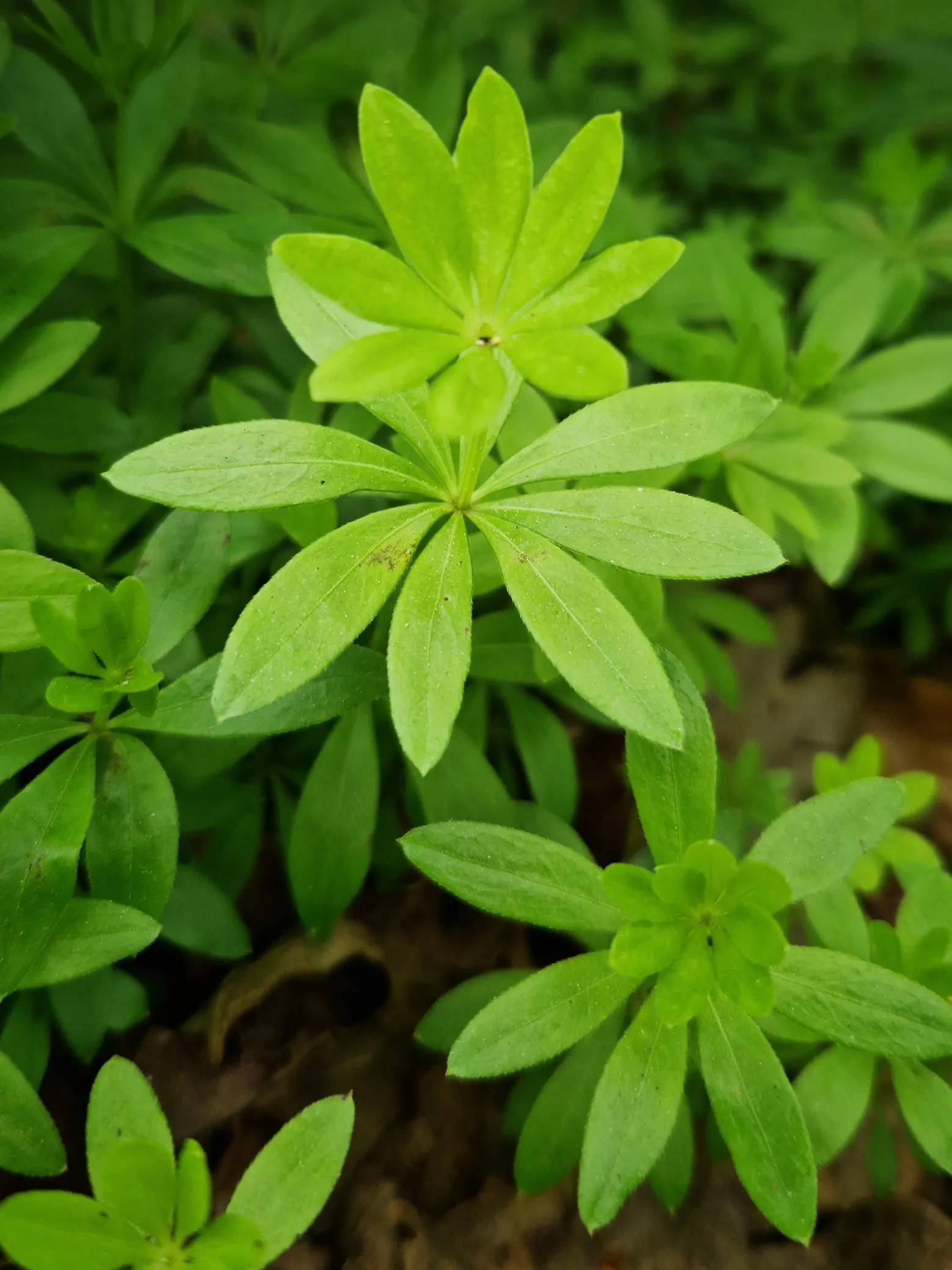 Sweet Woodruff (Galium Odoratum) — integrating it where its growth can be appreciated without overwhelming neighboring plants
