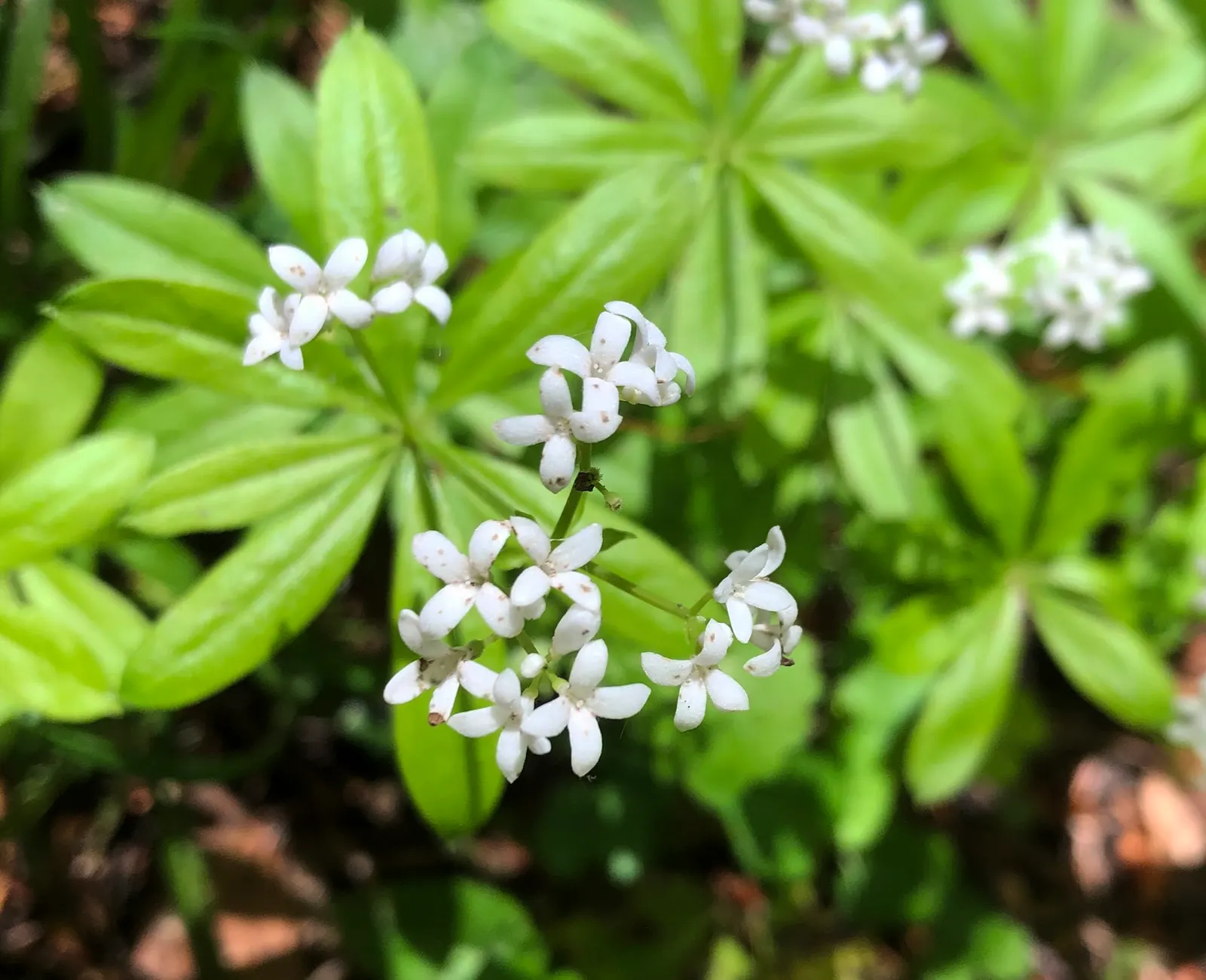 Sweet Woodruff (Galium Odoratum) — While resilient in the right conditions