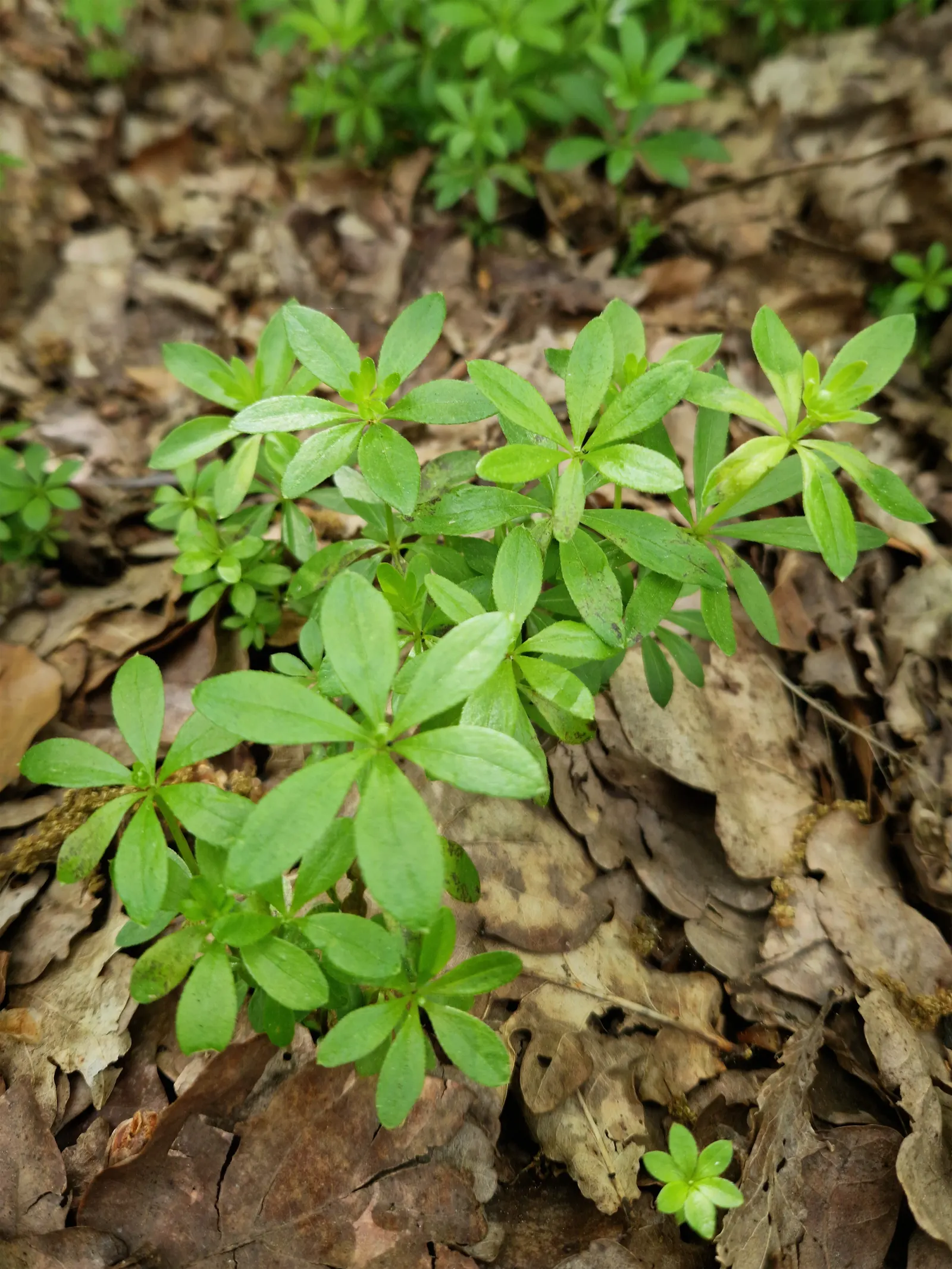 Sweet Woodruff (Galium Odoratum) — This charming plant thrives under USDA Hardiness Zones 4 through 8; herbaceous perennial well-suited for shaded garden areas