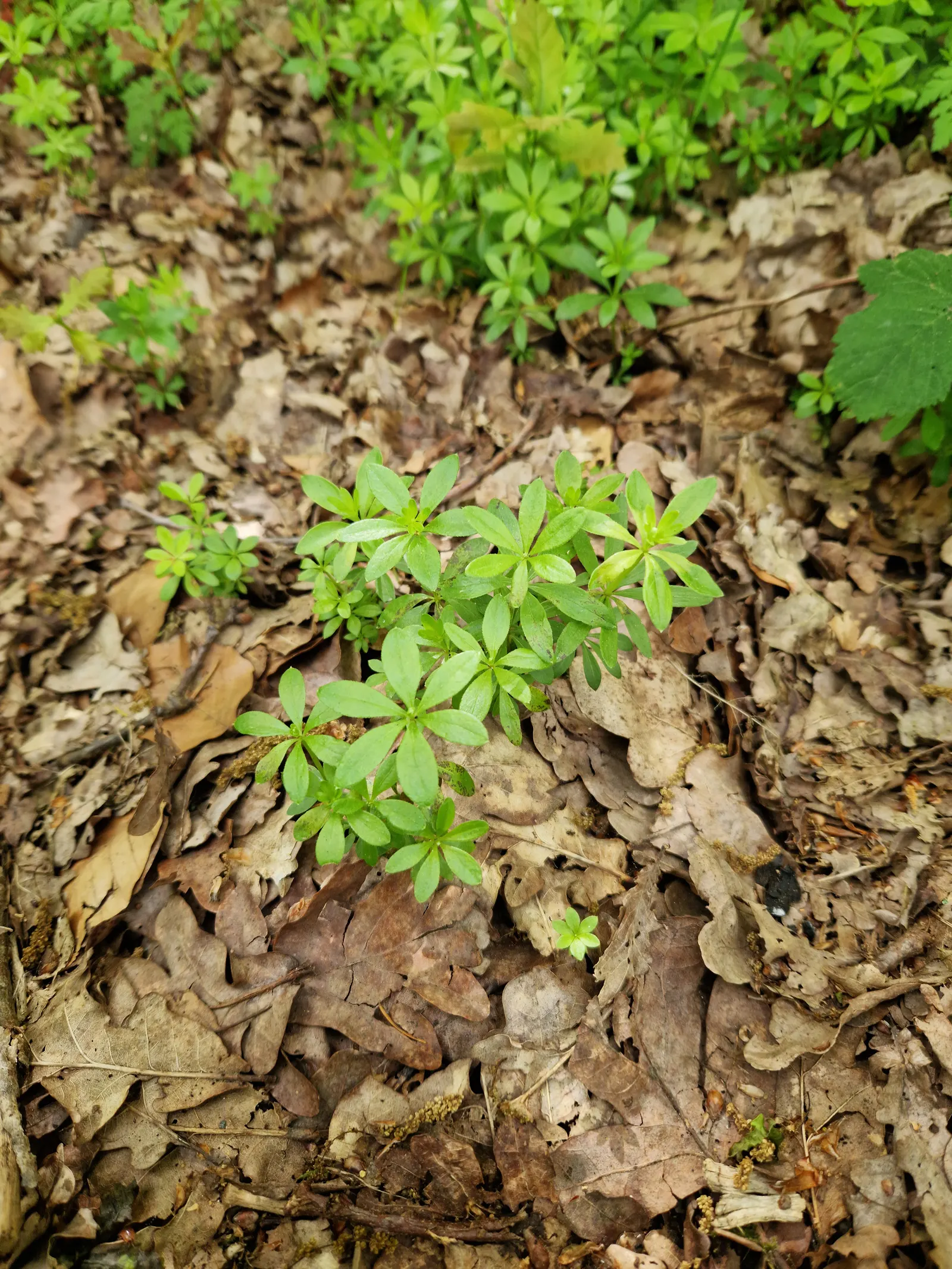 Sweet Woodruff (Galium Odoratum) — scientifically known as Galium odoratum
