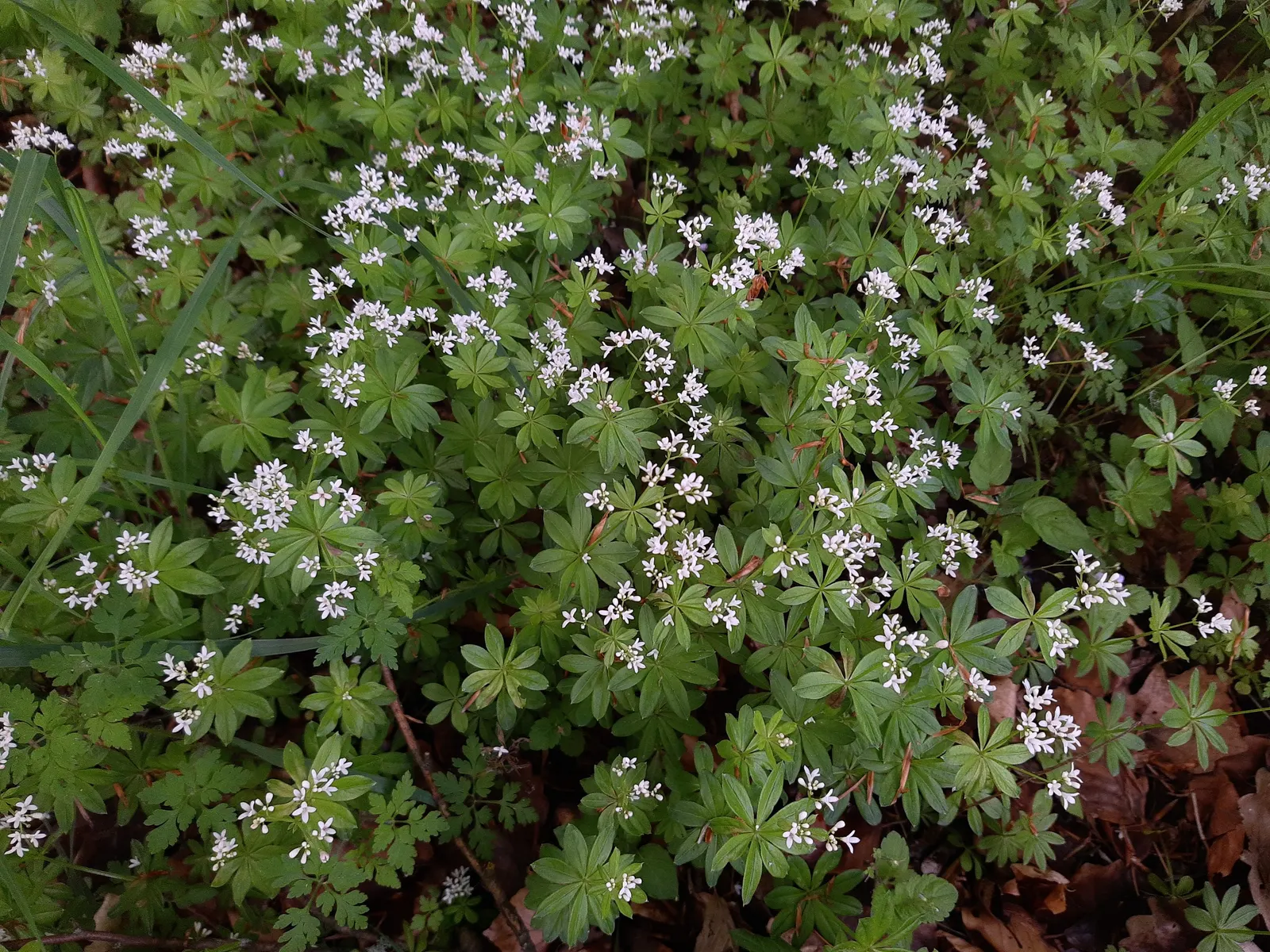 Sweet Woodruff (Galium Odoratum) — Sweet Woodruff (Galium odoratum) is a fragrant, herbaceous perennial, thriving in shady conditions; reaching, image 59