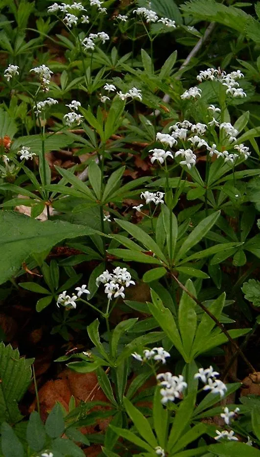 Sweet Woodruff (Galium Odoratum) — especially when the foliage is crushed or dried; ground cover for half or shade, image 75