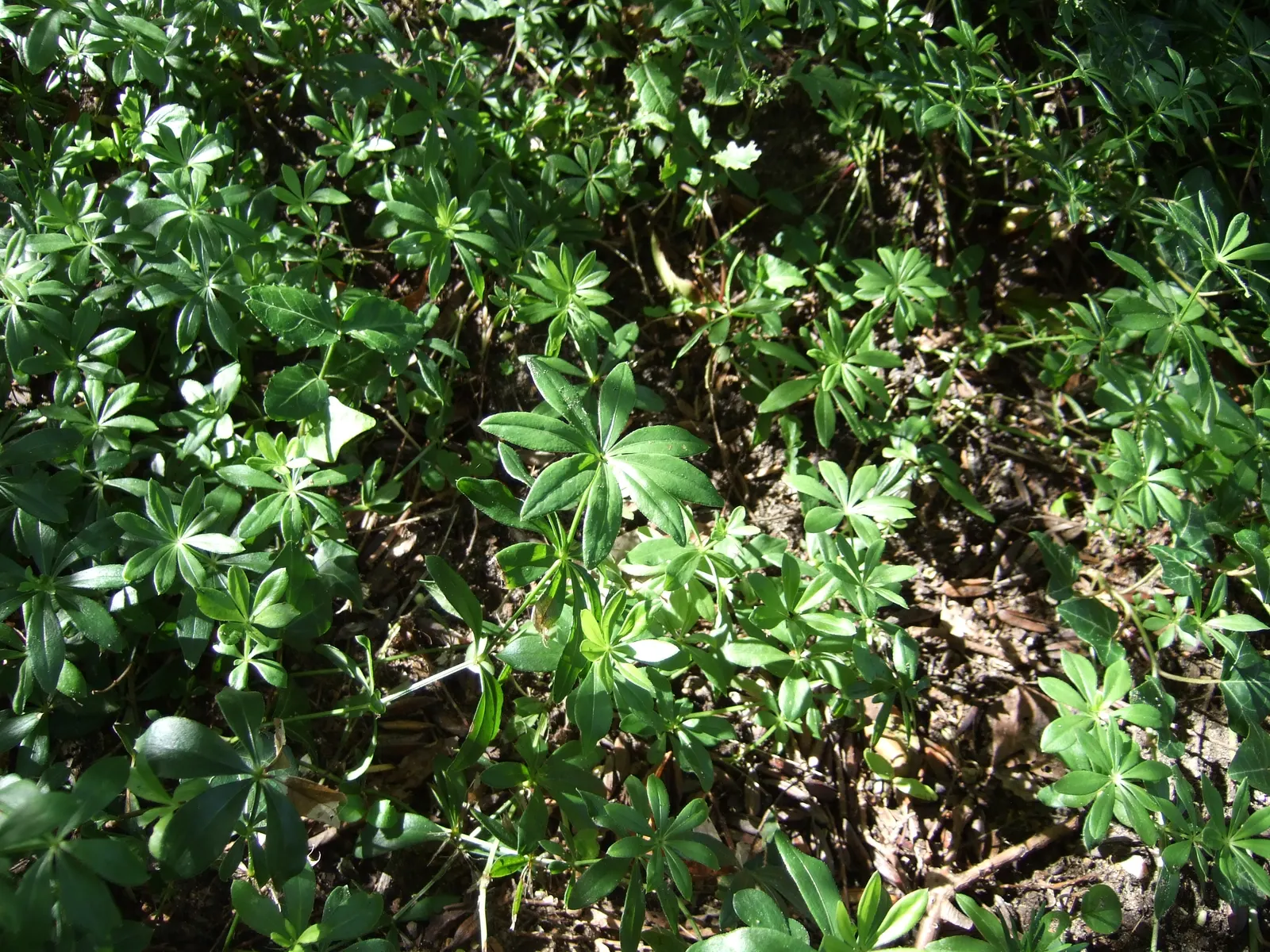 Sweet Woodruff (Galium Odoratum) — While resilient in the right conditions; making it an excellent ground cover option.<br><br>Characterized by its whorled