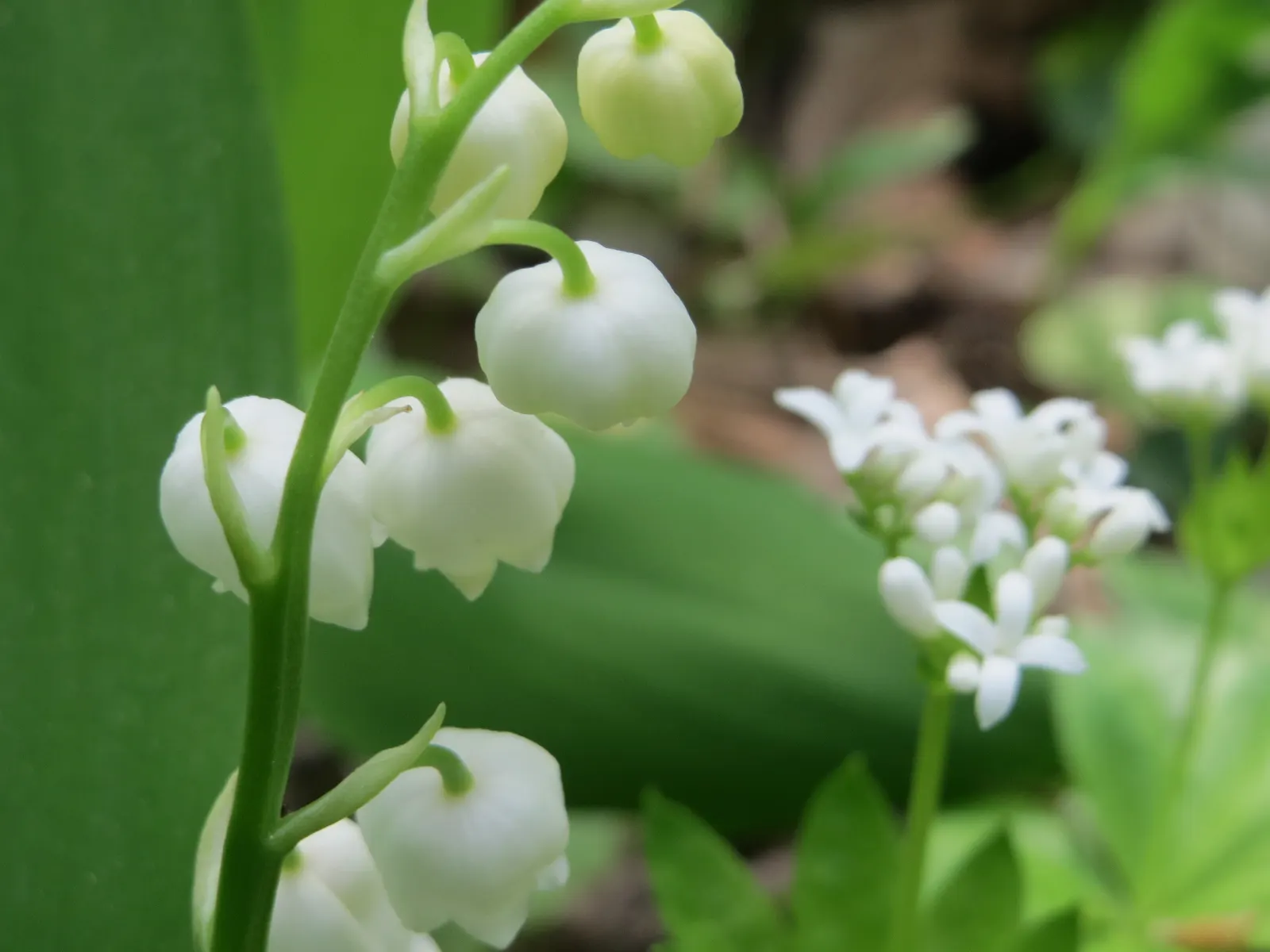 Sweet Woodruff (Galium Odoratum) — this easy-to-grow plant prefers moist