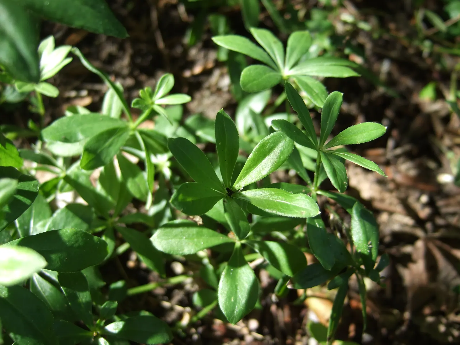 Sweet Woodruff (Galium Odoratum) — consider its spreading habit and sweet scent; white flowers in the garden, image 83