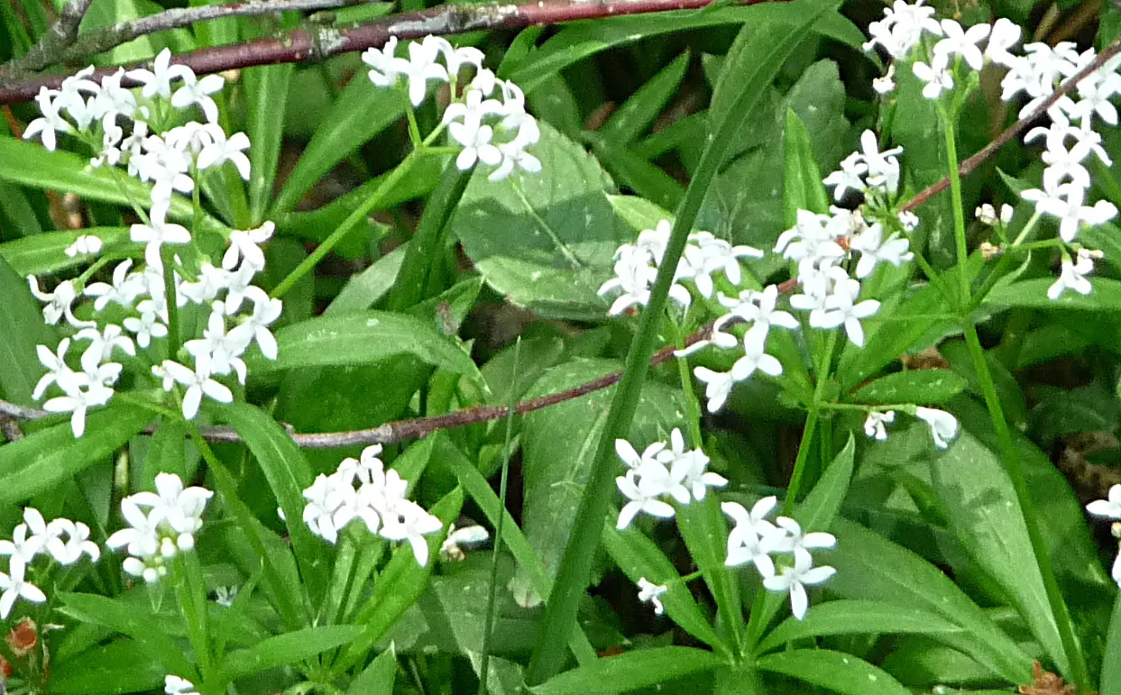 Sweet Woodruff (Galium Odoratum) — When designing with Galium odoratum