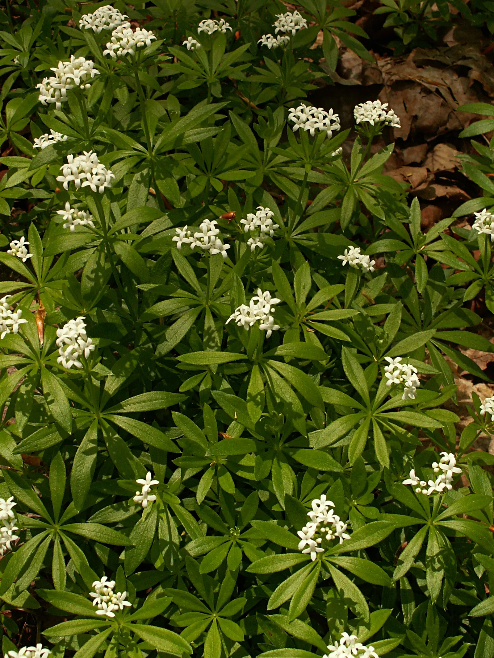 Sweet Woodruff (Galium Odoratum) — with a spread of about 12 to 18 inches; sweet Woodruff (Galium odoratum) is a fragrant, herbaceous perennial, thriving in