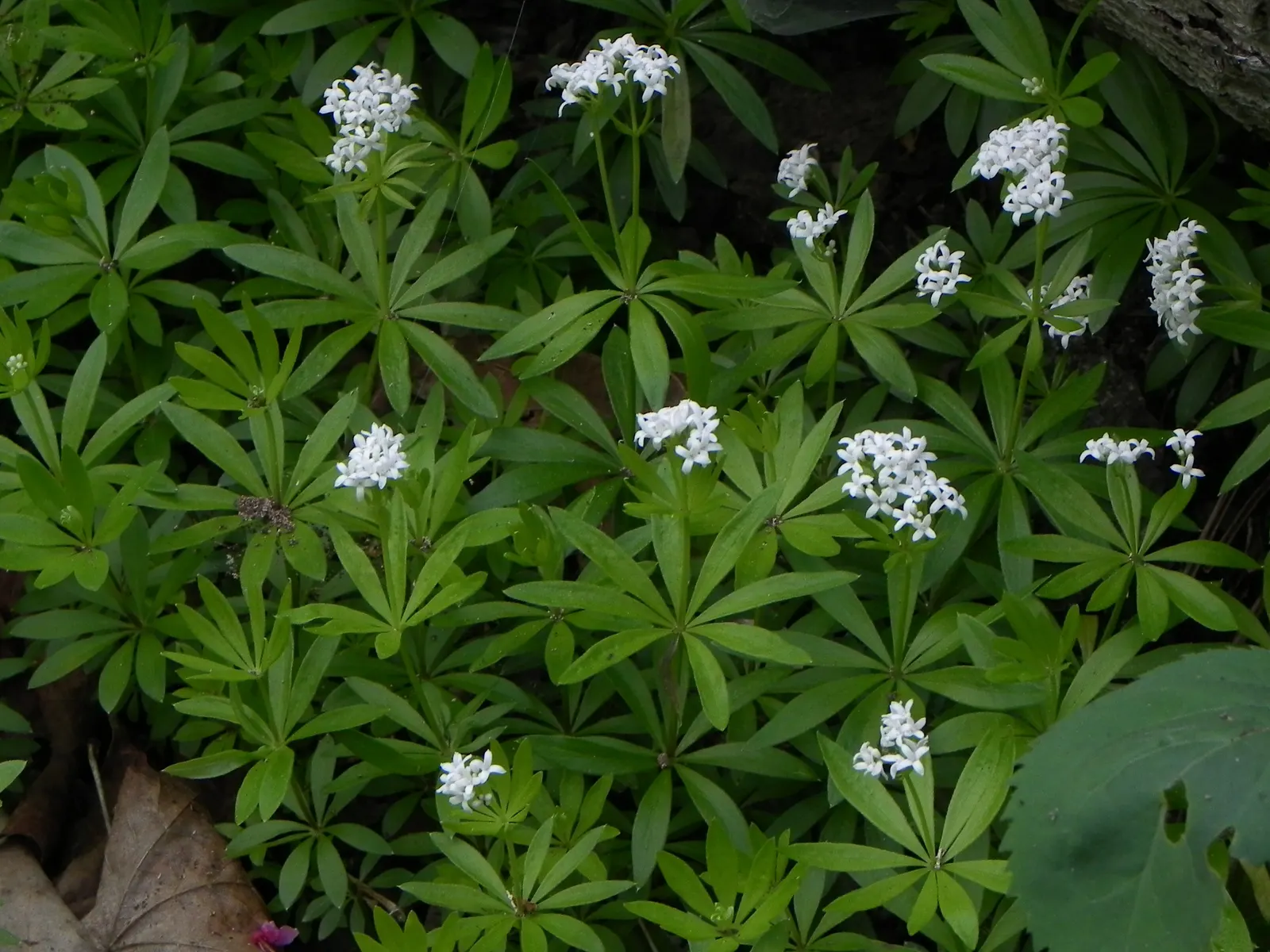 Sweet Woodruff (Galium Odoratum) — consider its spreading habit and sweet scent